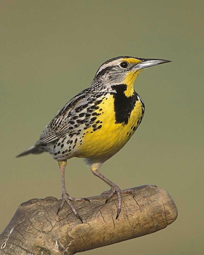 Answer: Western Meadowlark P A G E 5 Website Seen Around The World As of This Newsletter, s website has had visitors from the following 142 countries.