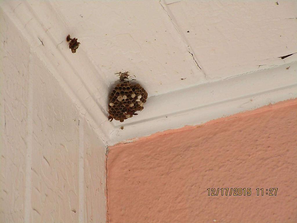 Above the front door Bank of America has left an active wasps nest.