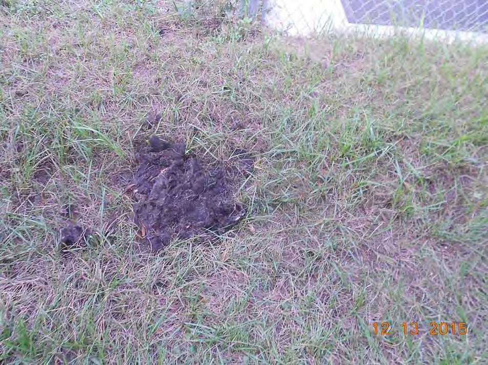 Also in the yard was an unidentified decomposing animal that was emitting a terrible smell.