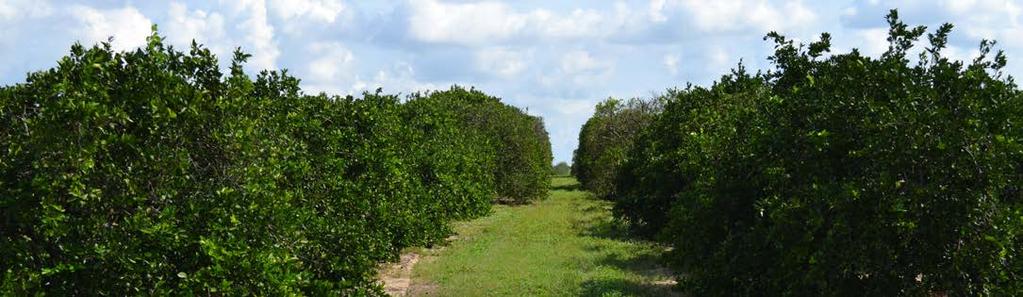 Property Features: Good quality grove, well maintained. Large 12'' well, mircrojet irrigation. Parcel M 8 Acreage: 4.