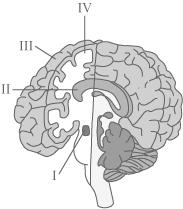Karolo e thokwa ya boko (Cerebral cortex) Source: www.brainandnerves.com/.