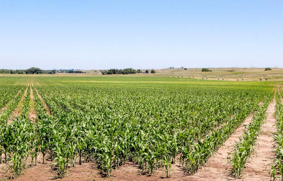 The primary crops for the irrigated cropland are corn and hay. Wheat, millet, dryland corn and sunflowers are primarily grown on dryland in this area.