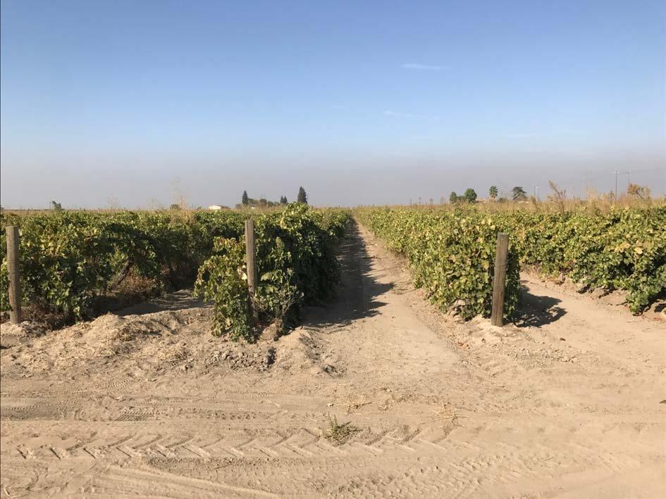 36.93 +- Acres Fresno County, California MATURE EXCLUSIVELY PRESENTED BY: