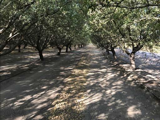 Nice almond orchard