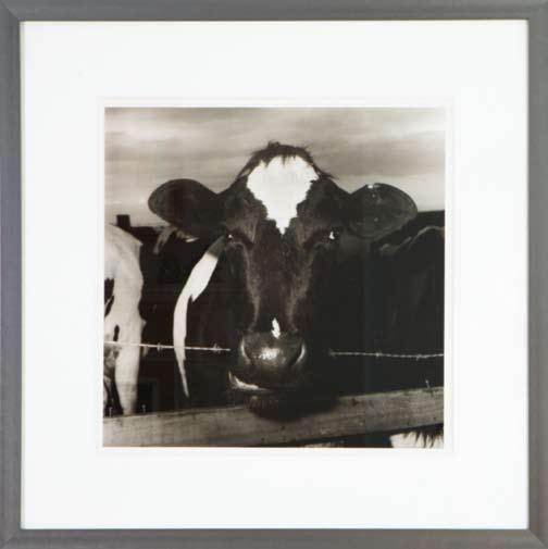 PETER HUJAR Untitled (Cow Portrait), 1974