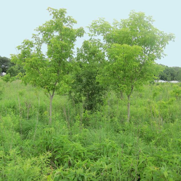 Site Vegetation Healthy stands of native vegetation are important to provide wildlife habitat, filter stormwater, and other landscape benefits.