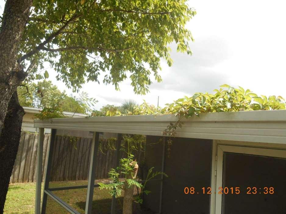 Fannie Mae has neglected these gutters for so long that entire plants are