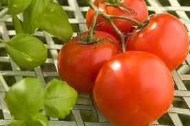 Distinction between growing MJ and growing tomatoes?