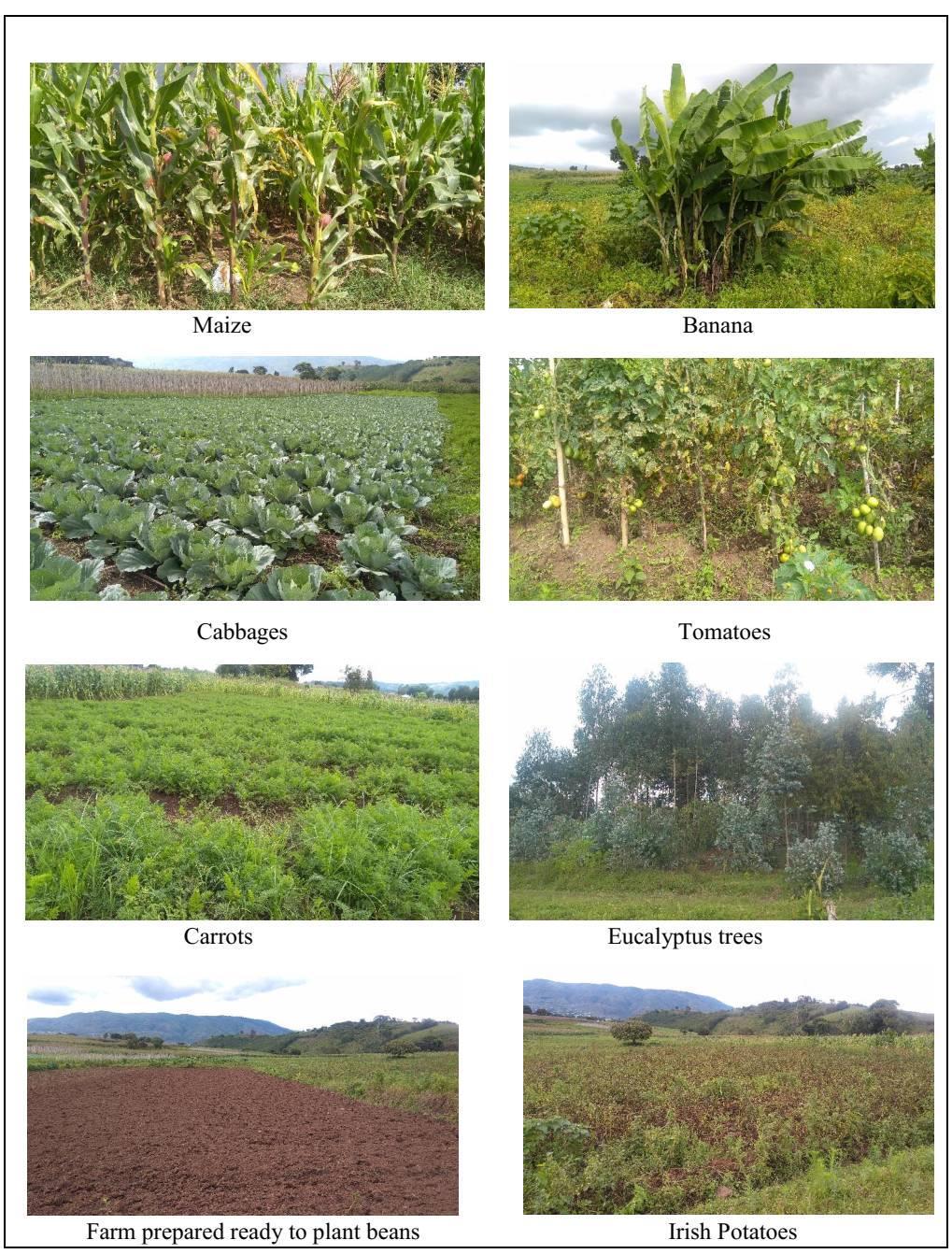 Figure 2: Pictures showing crops and trees at the substation area. 1.6 