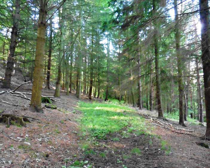 TAXATION After two years ownership, commercially managed woods qualify for 100% Business Relief from Inheritance Tax. Timber sales are free of all Income Tax and do not attract Capital Gains Tax.