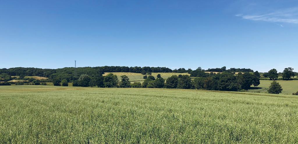 Lot 3 46 Acres of Arable and Pasture Land (Blue) The land extends to approximately 45 acres of predominantly arable land with the smaller of the two fields being permanent pasture with frontage to a