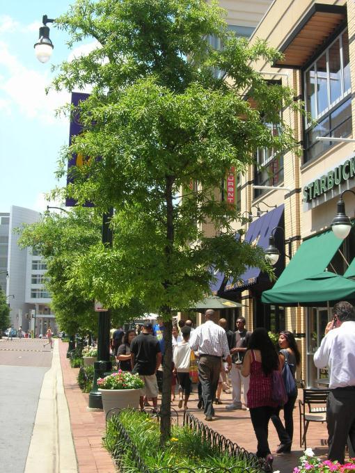 SILVER SPRING CBD PLAN HIGHLIGHTS The Silver Spring CBD Sector Plan, adopted February of 2000, establishes a vision to rejuvenate Silver Spring s core as an active town center.