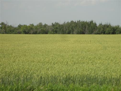 160 - Total Cultivated