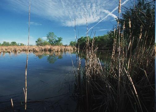 Wetlands Reserve Program (WRP) All private landowners eligible Options: Restoration cost share (75%) 30 year easement