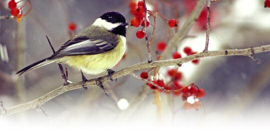 A CLOSER LOOK MARIE REED Wintering Strategies of the Black-Capped Chickadee n the harshest winter mornings, when the air is so cold Oand dry that it freezes the inside of your nostrils with every
