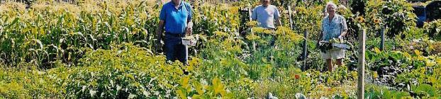 The History of the Nepean Allotment Gardens From its inception in 1991 through 2002 Ian A.