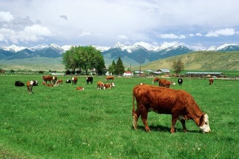 Rent Based On Private Pasture Prices Private Pasture Public Grazing Lease Survey Market