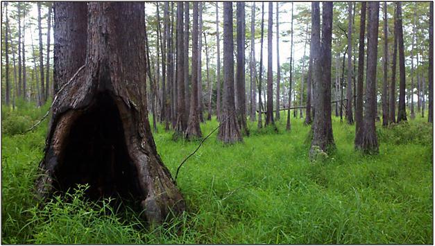 The conservation easement on the 417-acre Leary Farm tract in Calhoun County focuses on sustainable forestry and wildlife management. Tall Timbers B.