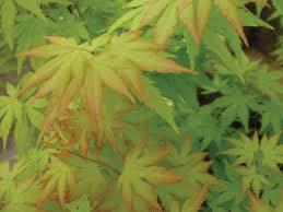 4.3' Top dress lawn area and overseed 19'-8 1/4" [6000] PARKING PLANT LIST COMMENTS / SYM QTY BOTANICAL NAME COMMON NAME SIZE SPACING (m) TREES AP 2 Acer palmatum