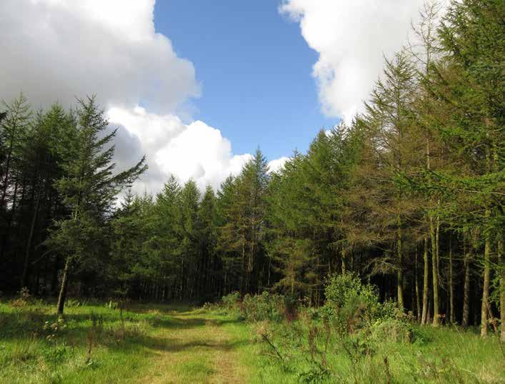 NANTGERDINEN WOOD Carmarthen 11 miles Newcastle Emlyn 13 miles St Clears 17 miles (all distances are approximate) DIRECTIONS From the town of Carmarthen and the A48 travel north on the A484 for