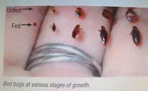 Bed Bugs If you suspect bedbugs you MUST notify management immediately. Bedbug bites will appear on your arms, legs or any exposed area as you sleep.
