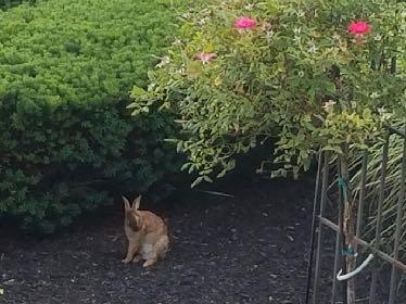 This photo is of a rabbit found behind the East Tower. He looks more like a kangaroo! Must be from eating our new landscape roses for a diet!
