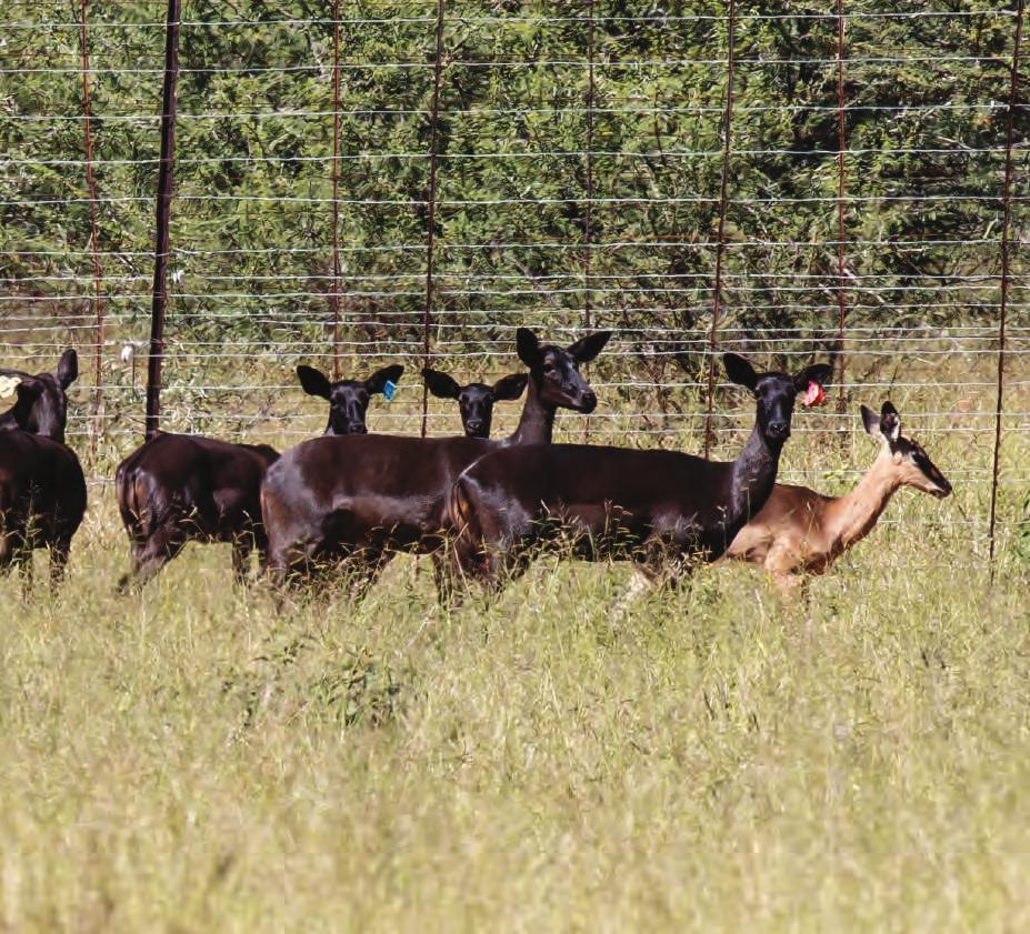 Lot 0 Impala TOTAL: M F 0 Origin: Age at Auction: Pregnancy status: Shona Langa Shona Langa Black female (30M) Saddleback Male (6M) Black ewes in
