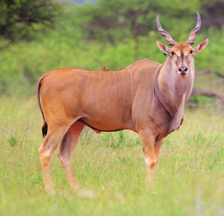 Lot Livingstone Eland Bull LOT TOTAL: M F 0 Lot Livingstone Eland Tag number: Microchip number: Date of birth: DNA certificate: Origin: Age at Auction: Sire: Sire origin: Dam: Dam origin: Date