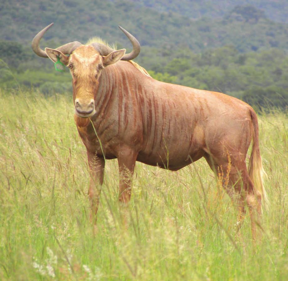 Lot 3 Golden Wildebeest TOTAL: M F 0 Tag number: Microchip number: Date of birth: DNA certificate: Origin: Age at Auction: Sire: Dam: Dam origin: 4/406 70347067 January 205 omaco DNA Profile,