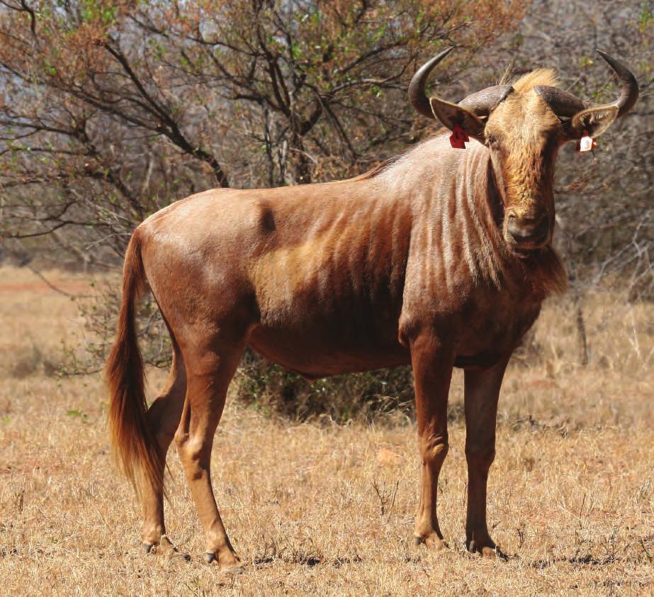 Lot 5 Golden Wildebeest Bull LOT TOTAL: M F 0 Tag number: Microchip number: Date of birth: Origin: Age at Auction: Sire: Sire origin: Dam: Dam origin: Orange / ed K3 9450000038728 2 March 203 New