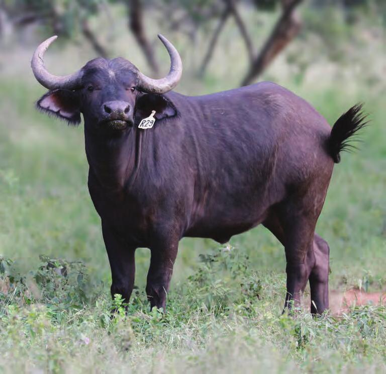 Lot 8 Buffalo TOTAL: M 0 F Tag number: Microchip number: Origin: Date of birth: Age at Auction: Sire: Dam: Pregnancy status: Date measured: Age measured: Tip to Tip: Boss: SCI: owland ward: 29