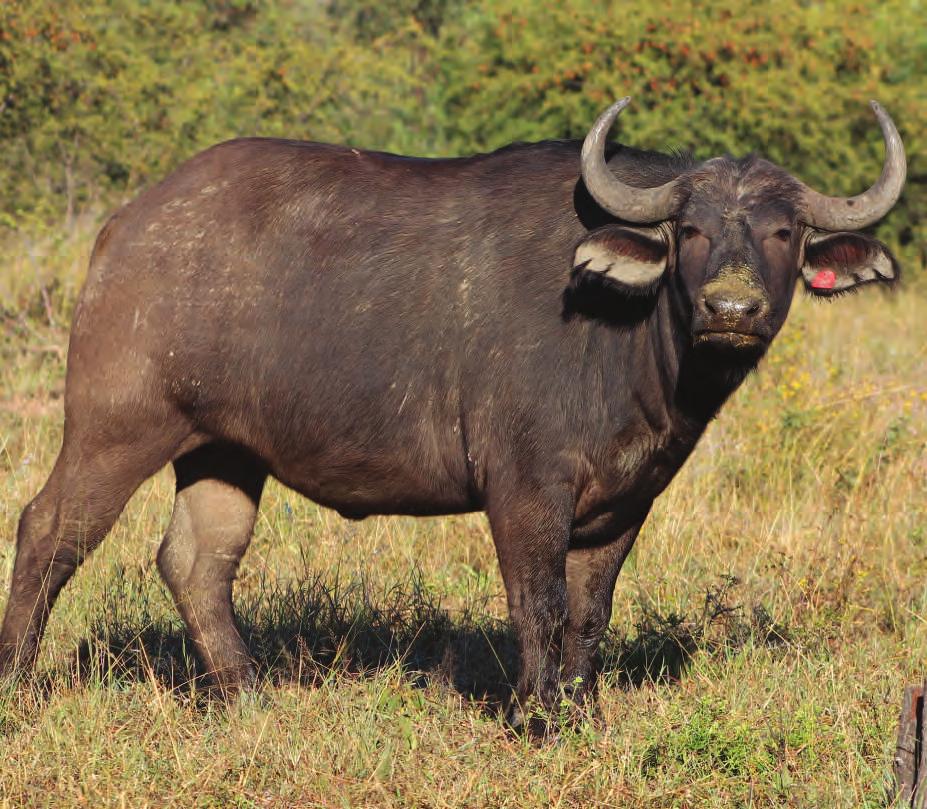 - Quintessential Genetics - Lot 9 Buffalo LOT TOTAL: M 0 F Tag number: Microchip number: Age at Auction: Sire: Dam: Pregnancy status: Date measured: Age measured: Horn length: Tip to Tip: Boss: SCI:
