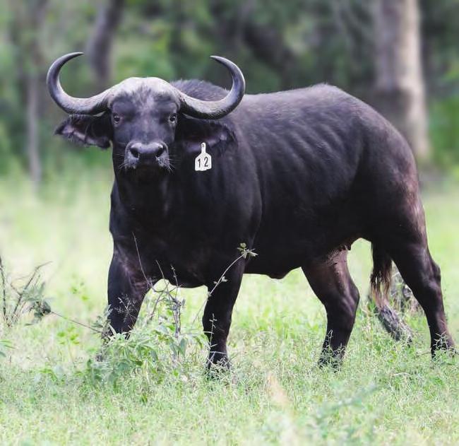 Lot 23 Buffalo TOTAL: M 0 F Tag number: Microchip number: Origin: Date of birth: Age at Auction: Sire origin: Dam origin: Pregnancy status: Date measured: Age measured: Tip to Tip: Boss: SCI: owland