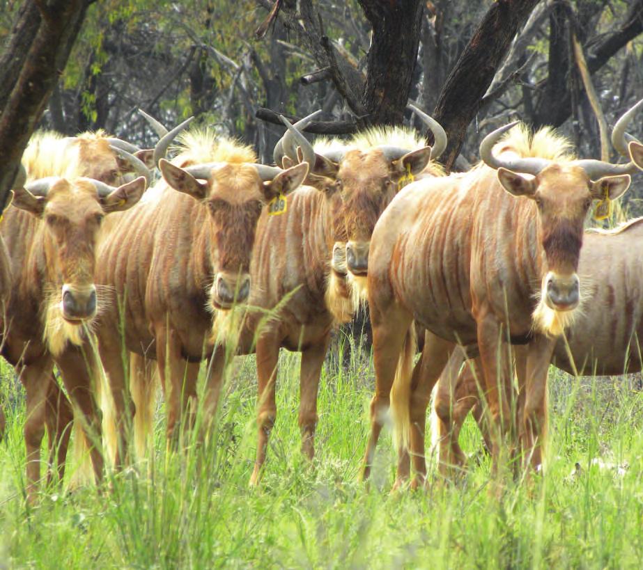 Lot 38 Golden Wildebeest LOT TOTAL: M 0 F 2 2 Origin: Pregnancy status: omaco omaco August 208 In calf to Giant 30 In this lot you get to
