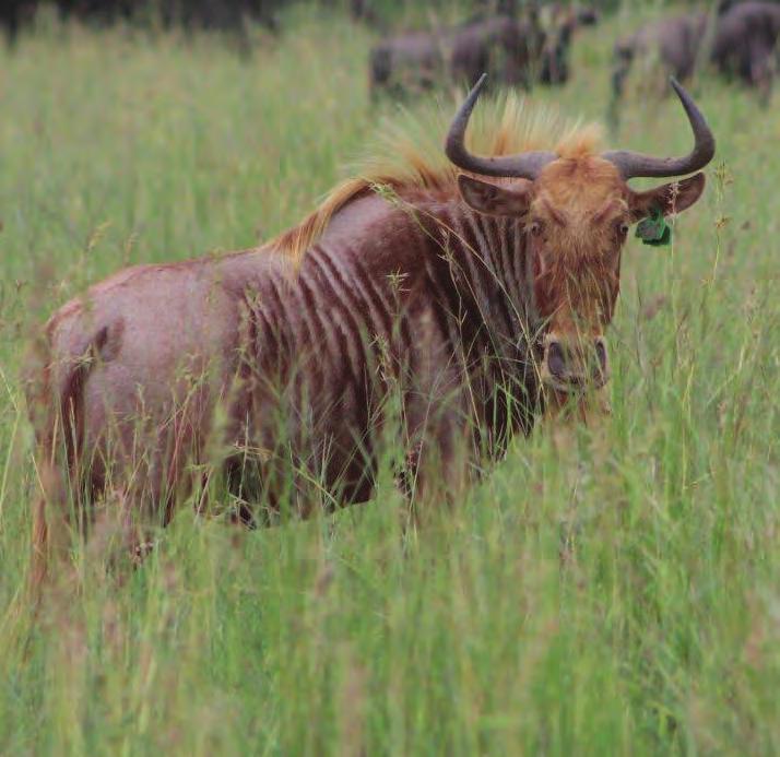 - Quintessential Genetics - Lot 4 Golden Wildebeest LOT TOTAL: M 0 F Tag number: Date of birth: Age at Auction: Pregnancy status: Date measured: Age measured: Horn length: Tip