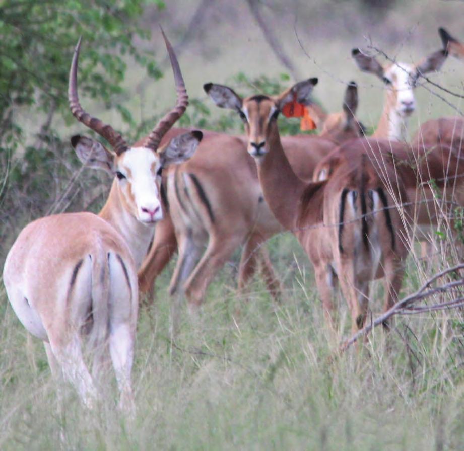 Poon Liebenberg Poon Liebenberg Wildlife Wildlife Lot 47 Impala TOTAL: M