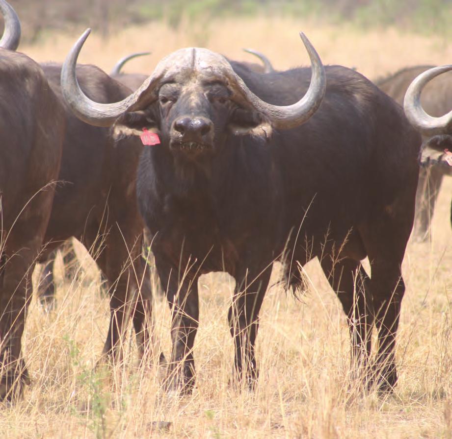 Lot 54 Buffalo TOTAL: M F 0 Tag Number: Microchip: D.O.B: Origin: Age at Auction: Availability: 70 4C0 64A 4375 February 20 omaco omaco 7 Years 4 Months As soon as blood results are available.
