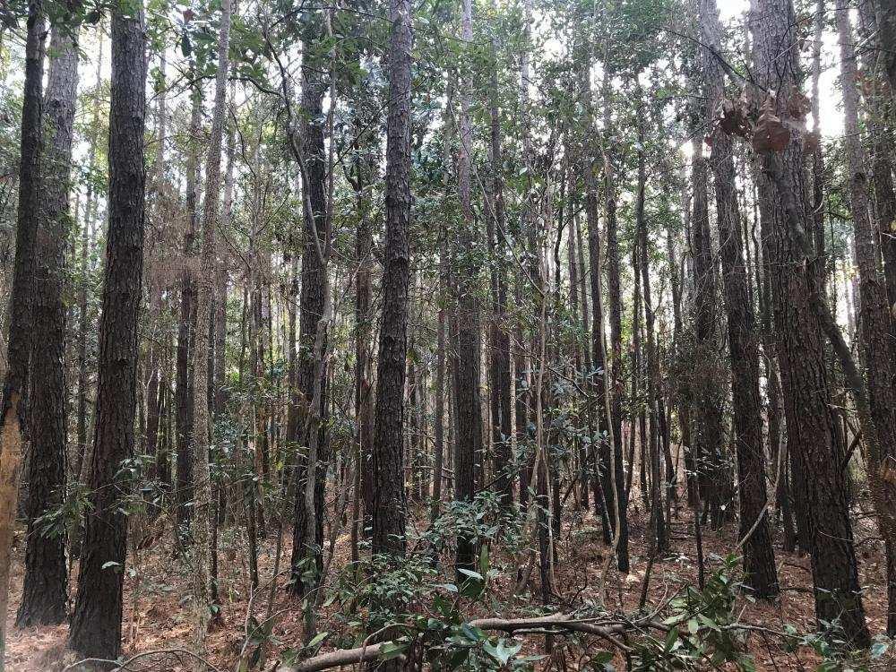 This property offers beautiful mature pines and hardwoods making for an ideal homesite and recreational tract.