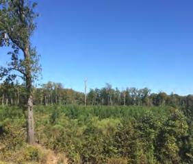 Deed acreage is ±228. A survey is in progress. The Jersey Tract is located approximately ten (10) miles west of Hermitage near Jersey community.