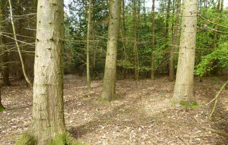 supplies and any other easements. WAYLEAVES The woodland is sold subject to all existing wayleaves and purchasers will be deemed to have satisfied themselves as to the routes thereof.