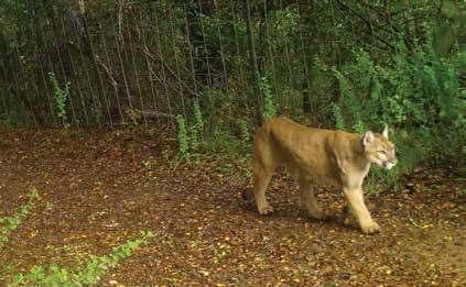 WHY PUMAS MATTER It s not just their animal magnetism GABILAN WILDLIFE CORRIDOR PROTECTED WILD LANDS this research will be completed in 2019. We are reaching out now to landowners in the area.
