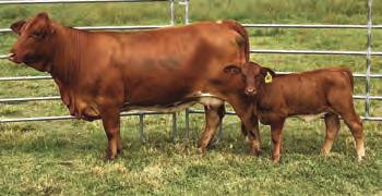 Predictable genetics with correct conformation will make you profitable in the seedstock business. Add in the BF Colonel bull calf at side and this is the complete package ready to make you famous!