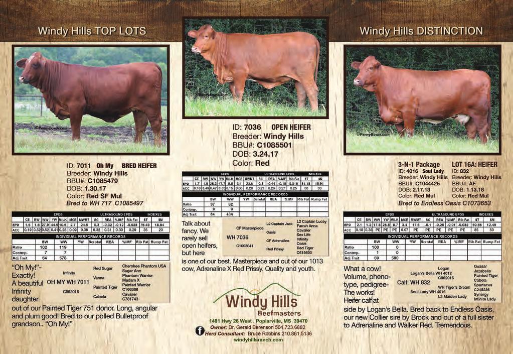 OPEN HEIFER ID#: 00718 SWB Ruby Red Breeder: Mackie & Norma Jean Bounds BBU#: C1093385 Color: Red DOB: January 1, 018 Horns I love this