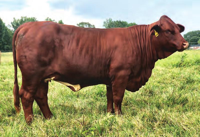 Her dam is a proven donor, which makes her an outstanding candidate herself. She has been exposed to our new herd sire, Coffee Dreams, since 9/14/018. **Vision 905 Don t miss out on November Wine!