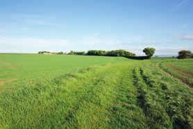 The fields are gently undulating and of a size