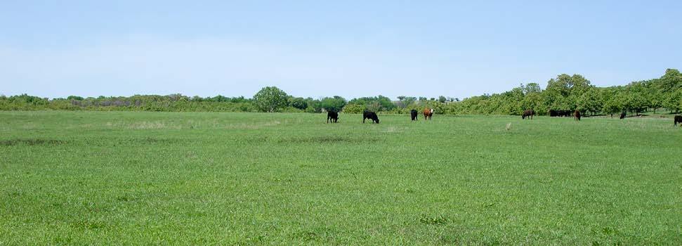 The generous water sources make this a good year-round cattle ranch with plenty of cover for the winters.