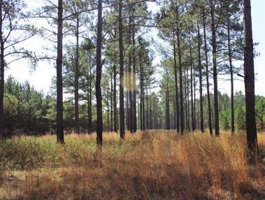 Located in Brooks County, Georgia, the property exhibits all of the wildlife and habitat components that have come to defi ne