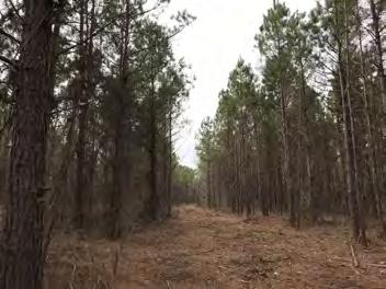 Pine Bluff, AR ($1,375.00/ acre) $ 55,000.00 See this listing and more at: www.kingwoodforestry.