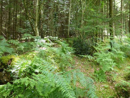 Description Ozias Wood is situated in the Blackdown Hills Area of Outstanding Natural Beauty in southeast Devon.