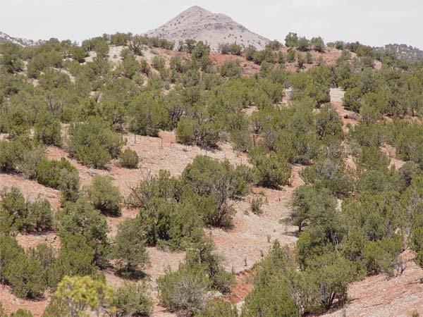 The Ranch 10,040 Deeded Acres 4,808 Acres New Mexico State Lease 1,651 BLM 640 Acres Private Lease This is a ranch, located just 70 miles South of Albuquerque, New Mexico, is a candidate for low